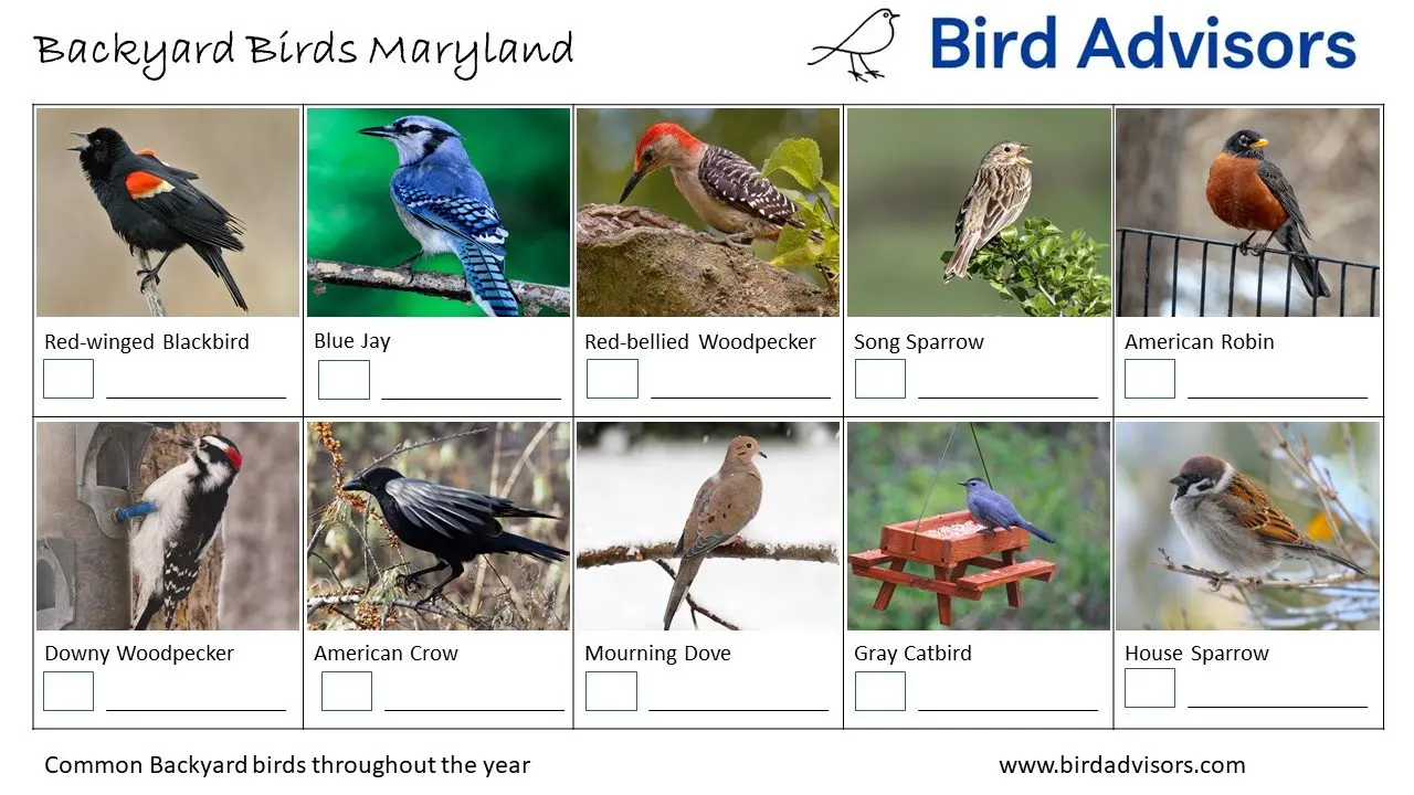 Backyard Birds Maryland ID Chart