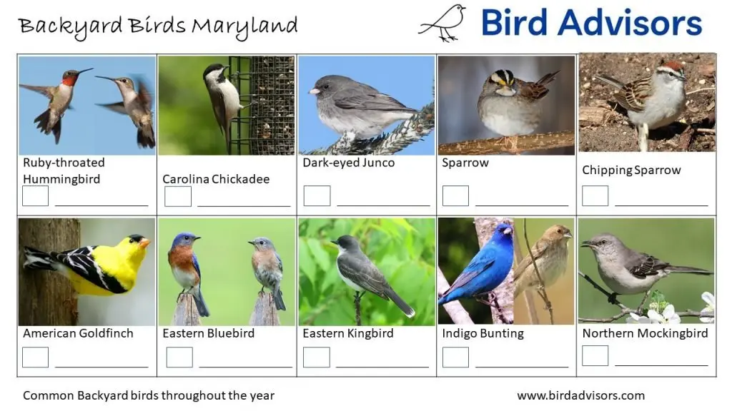 Backyard Birds Identification Worksheet Maryland Page 3