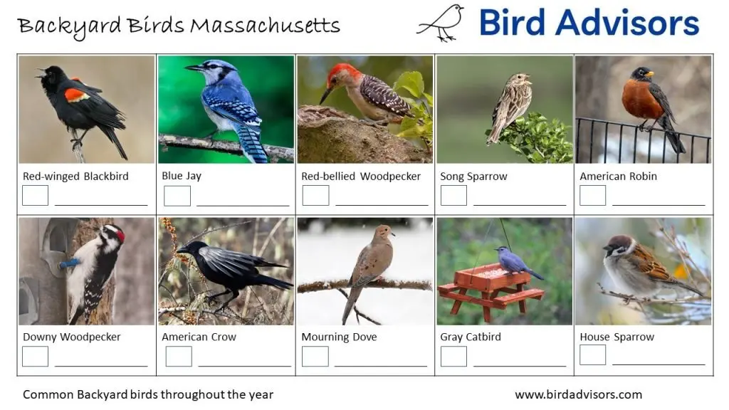 Chickadee on a Branch Backyard Birds Massachusetts ID Chart