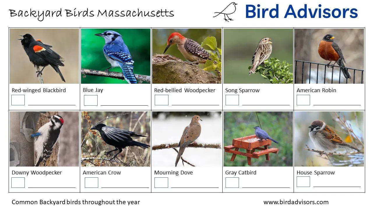 Backyard Birds Massachusetts ID Chart