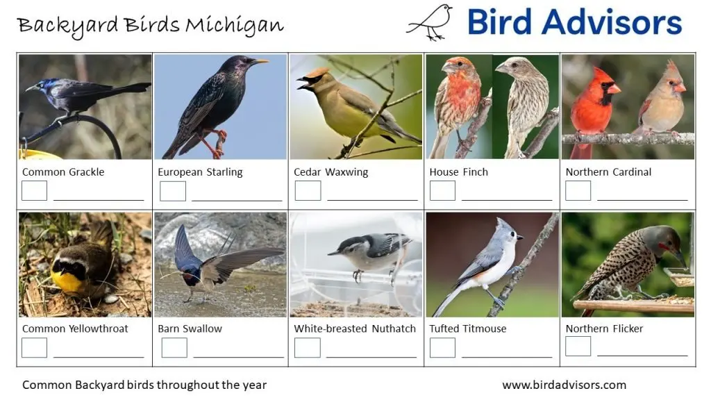 Backyard Birds Identification Worksheet Michigan Page 2