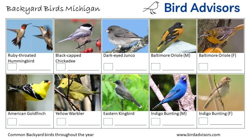 Backyard Birds Identification Worksheet Michigan Page 3