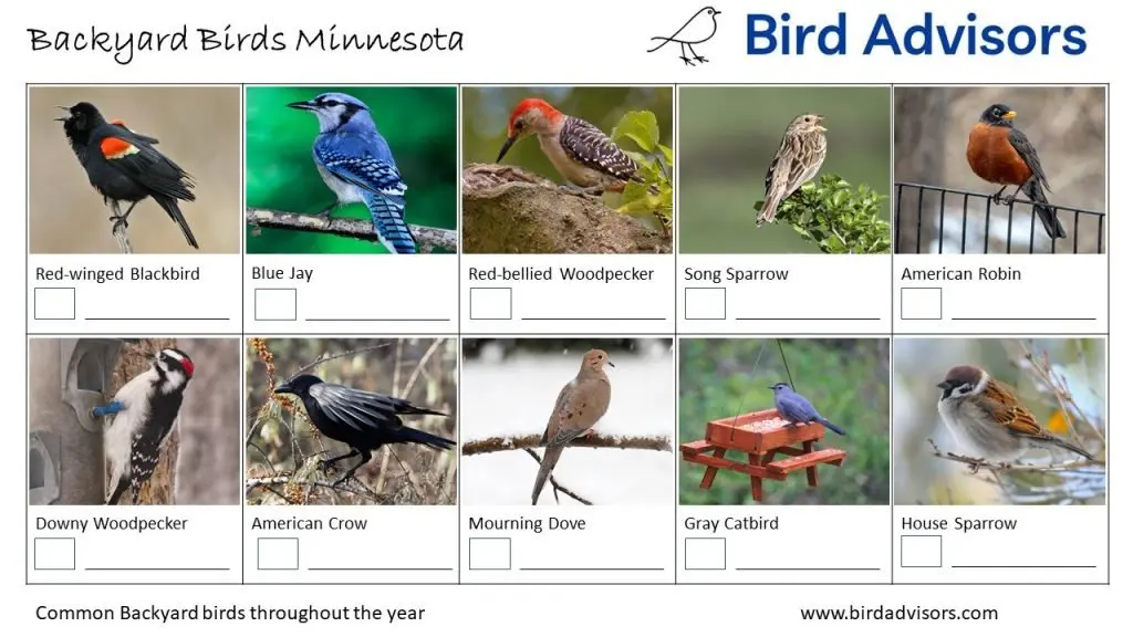 Backyard Birds Minnesota ID Chart