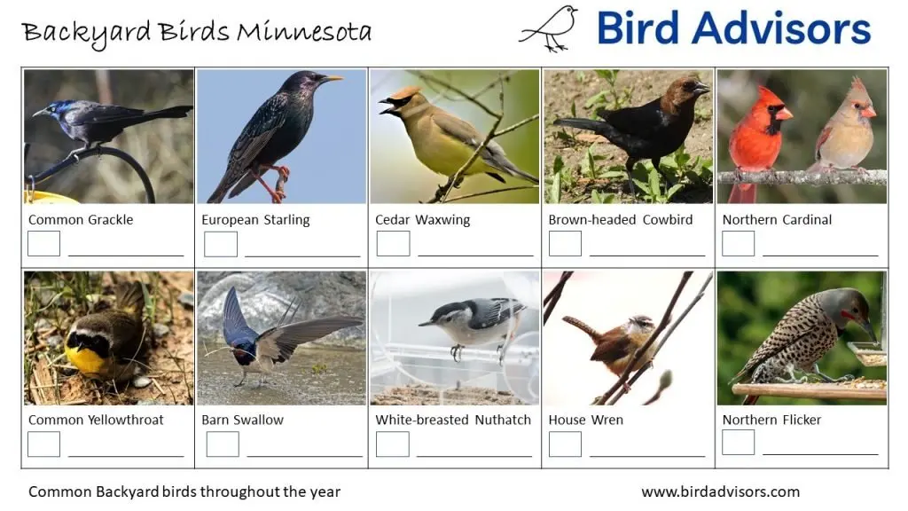 Backyard Birds Identification Worksheet Minnesota Page 2