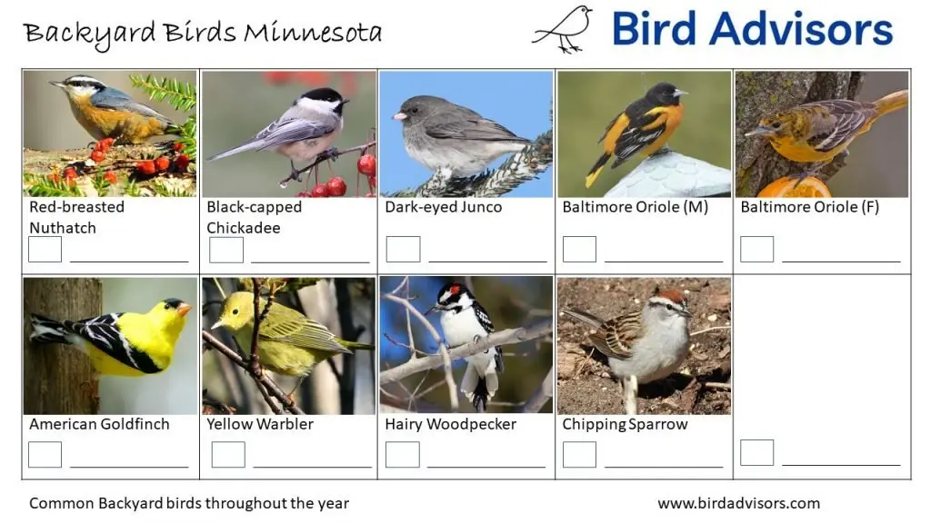 Backyard Birds Identification Worksheet Minnesota Page 3