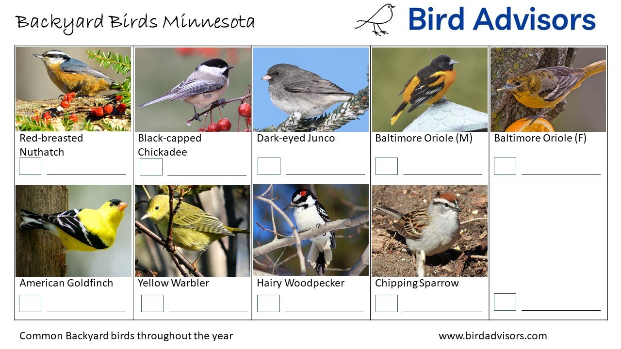 Top 31 Backyard Birds In Minnesota (Free ID Chart)