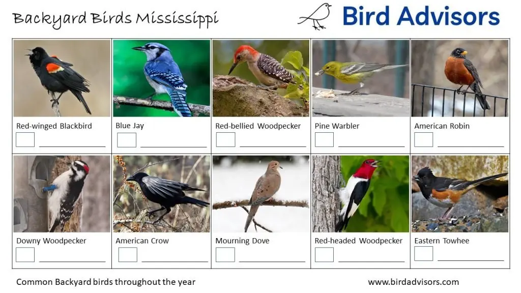 Backyard Birds Mississippi ID Chart