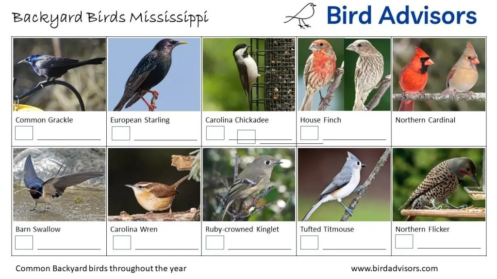 Backyard Birds Identification Worksheet Mississippi Page 2