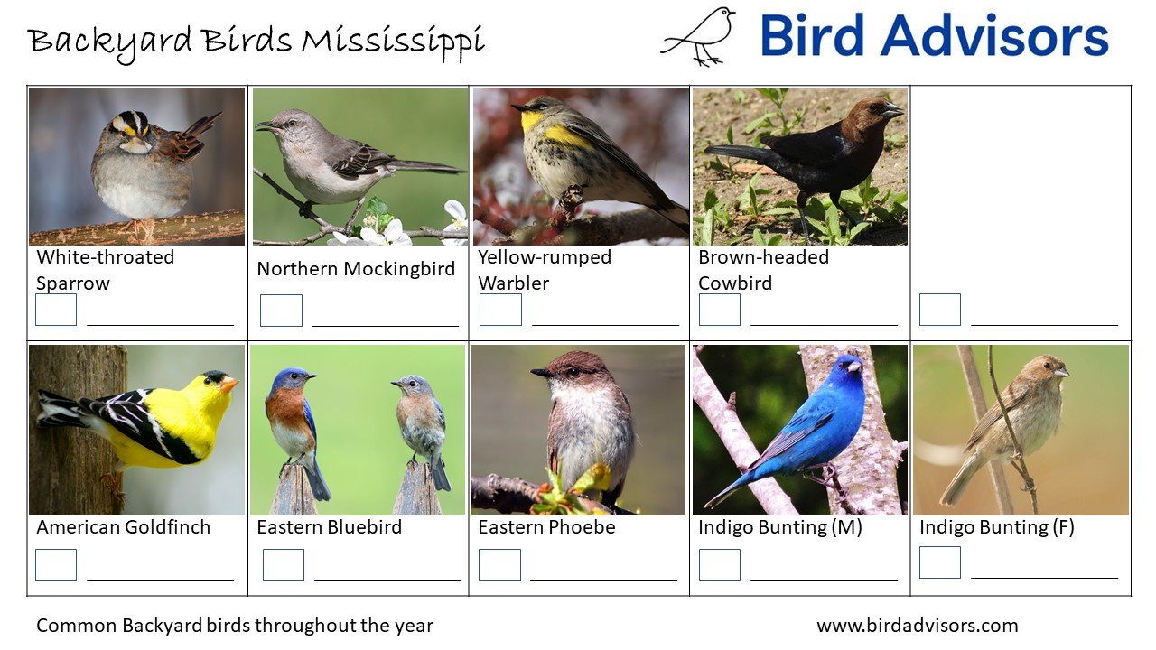 Top 32 Backyard Birds In Mississippi (Free ID Charts)
