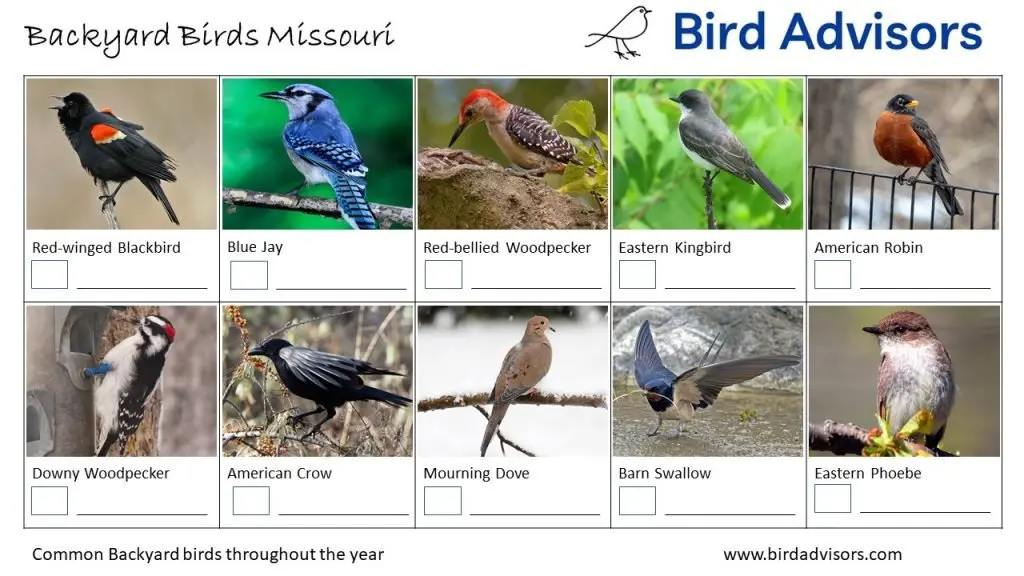 Do you need help with bird identification in Maryland for birds that visit your backyard? Get ID information, pictures and printable worksheets to help with these birds of Maryland identification. There is a great joy in putting up bird feeders and watching what comes to visit but it gets better if you know who they are and learn to identify birds in your backyard. Well, now you can find out what are the most common birds in Maryland that visit feeders or hop across your lawn. So if you’re ready to do some backyard birding then read on to find out how to identify birds in Maryland and how to attract more birds to your yard. Also get free bird printables of backyard birds of Maryland with pictures to help you with Maryland bird identification and to keep track of the birds that visit your backyard.
