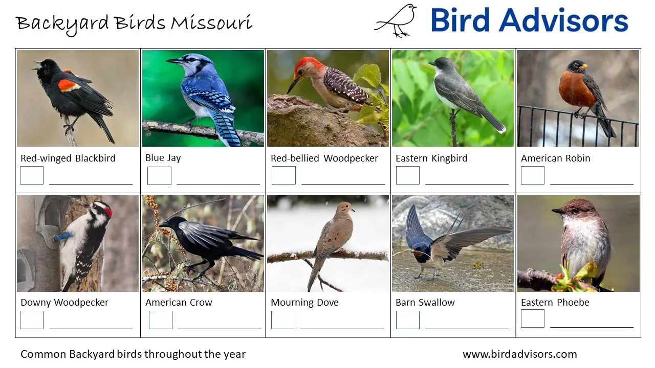 Backyard Birds Missouri ID Chart