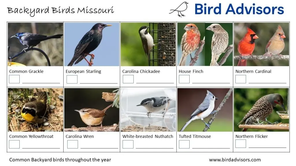 Backyard Birds Identification Worksheet Missouri Page 2