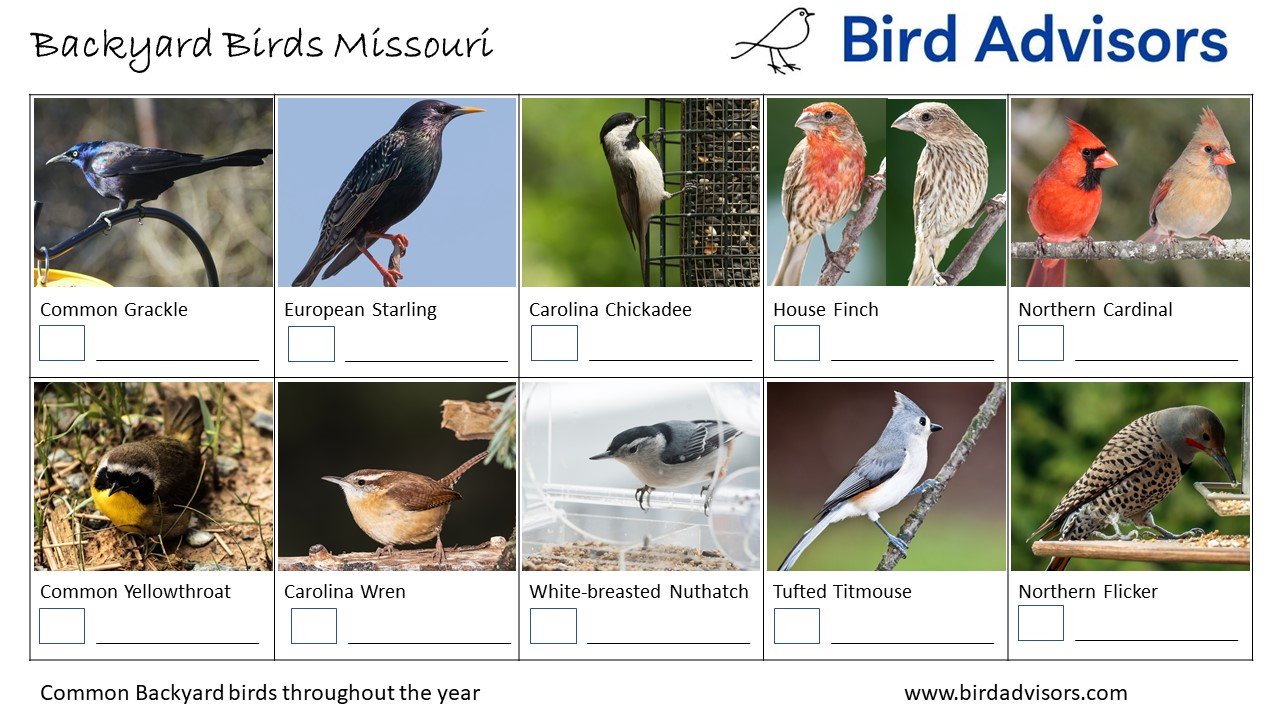 Top 33 Backyard Birds In Missouri Free ID Chart Top 33 Backyard Birds In Missouri Free ID Chart