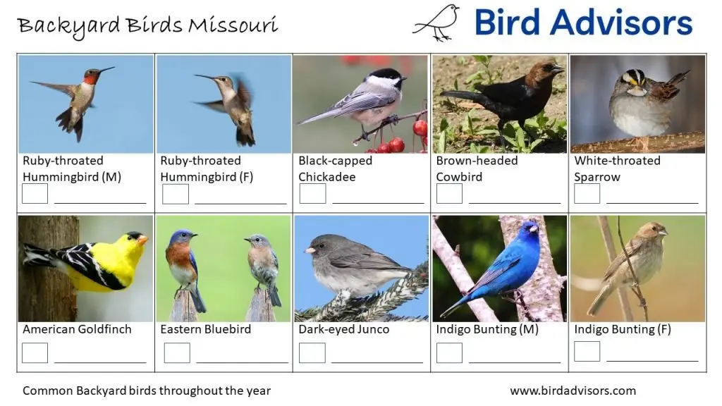 Backyard Birds Identification Worksheet Missouri Page 3