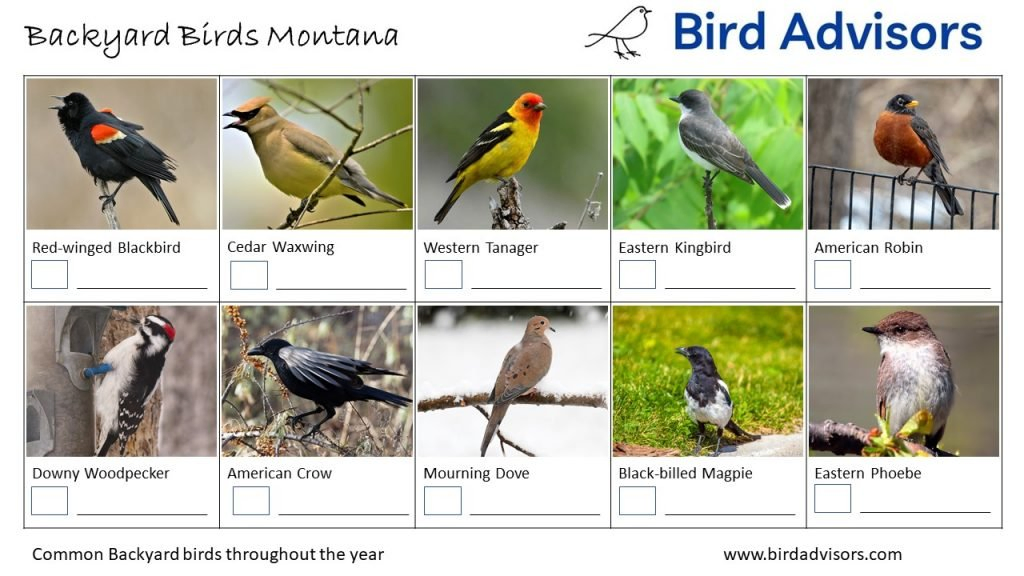 Backyard Birds Montana ID Chart