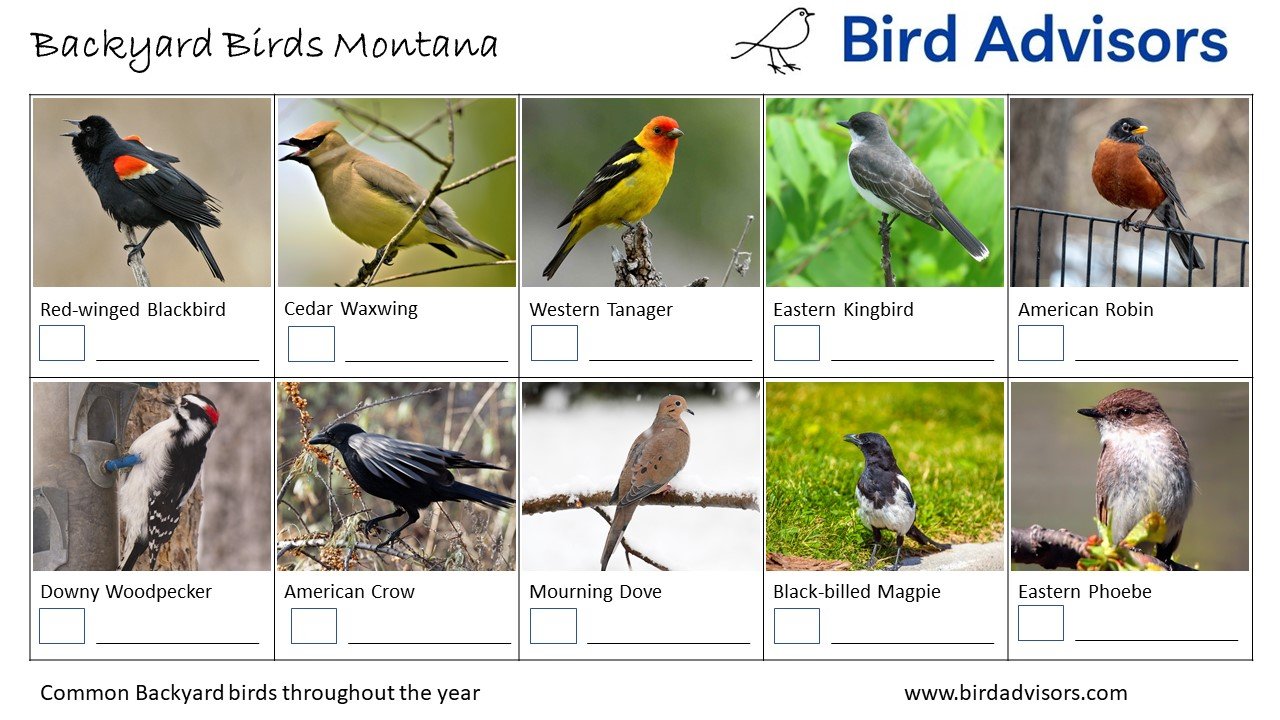 Backyard Birds Montana ID Chart