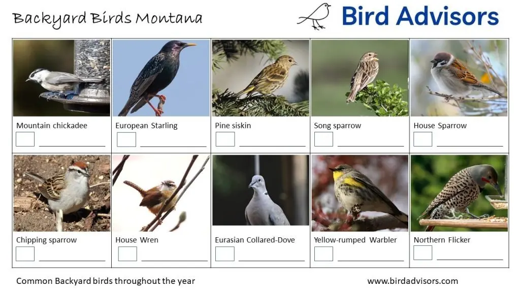 Backyard Birds Identification Worksheet Montana Page 2