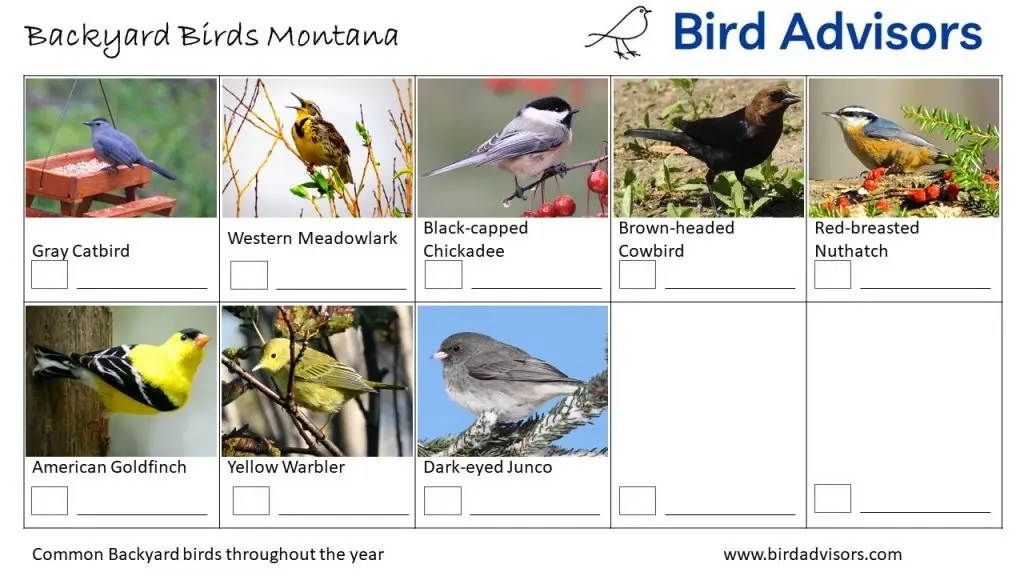 Backyard Birds Identification Worksheet Montana Page 3
