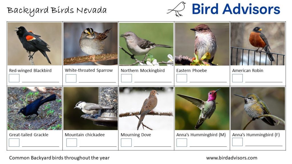 Backyard Birds Identification Worksheet Nevada Page 1