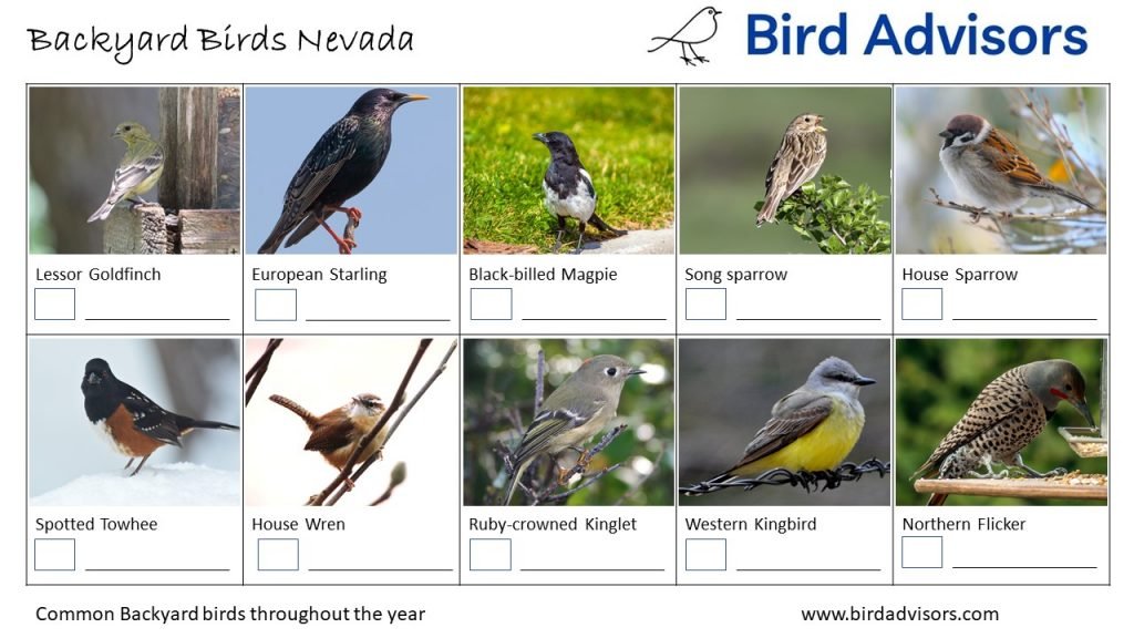 Backyard Birds Identification Worksheet Nevada Page 2