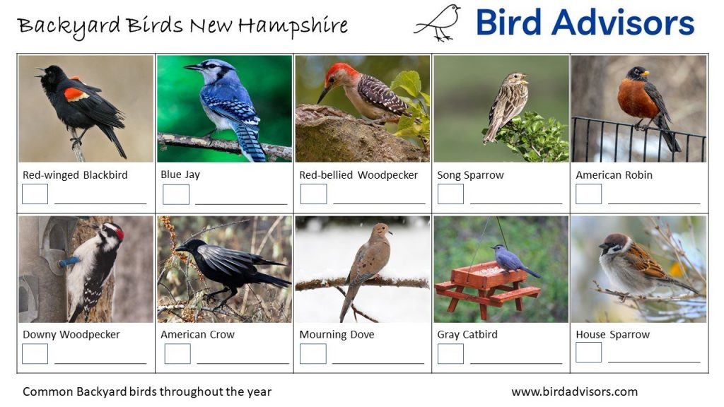 Backyard Birds Identification Worksheet New Hampshire Page 1