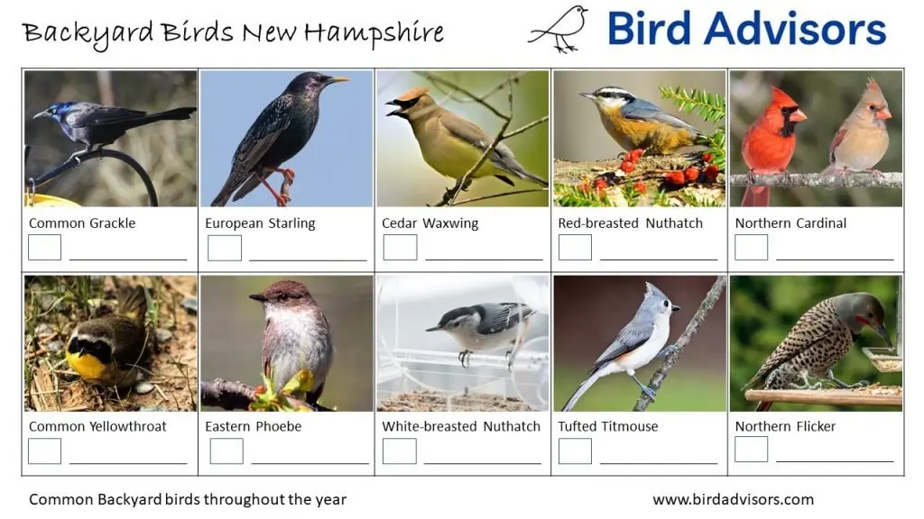 Backyard Birds Identification Worksheet New Hampshire Page 2
