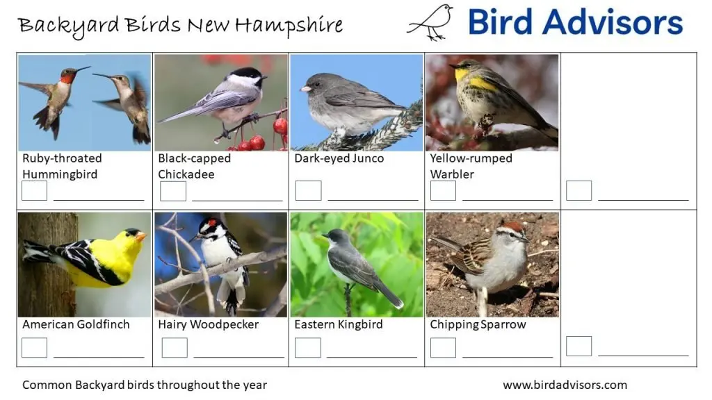 Backyard Birds Identification Worksheet New Hampshire Page 3