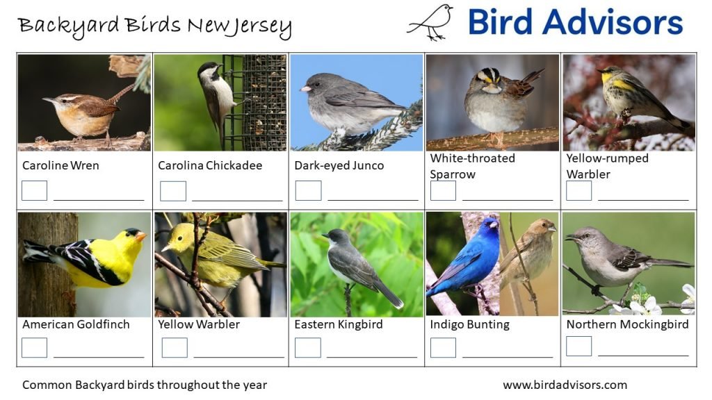 Backyard Birds Identification Worksheet New Jersey Page 3