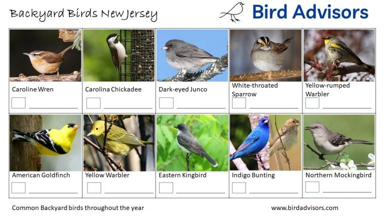 Top 31 Backyard Birds In New Jersey (Free ID Charts)