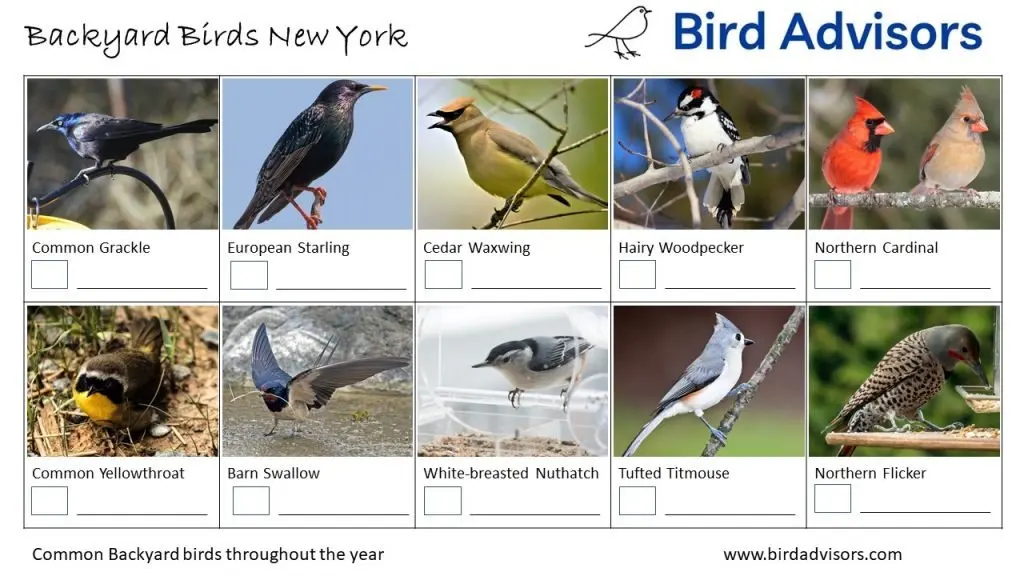 Backyard Birds Identification Worksheet New York Page 2