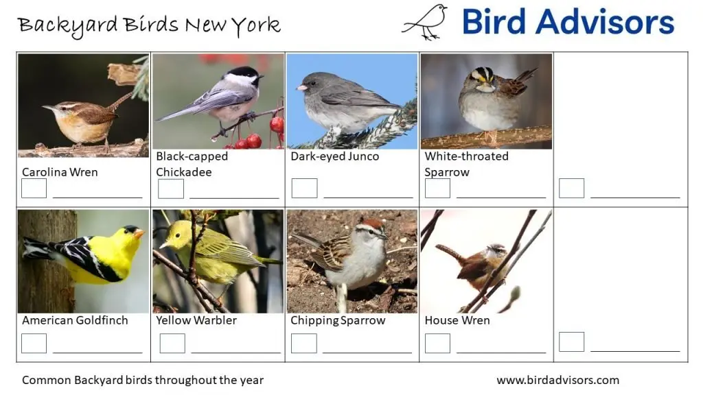 Backyard Birds Identification Worksheet New York Page 3