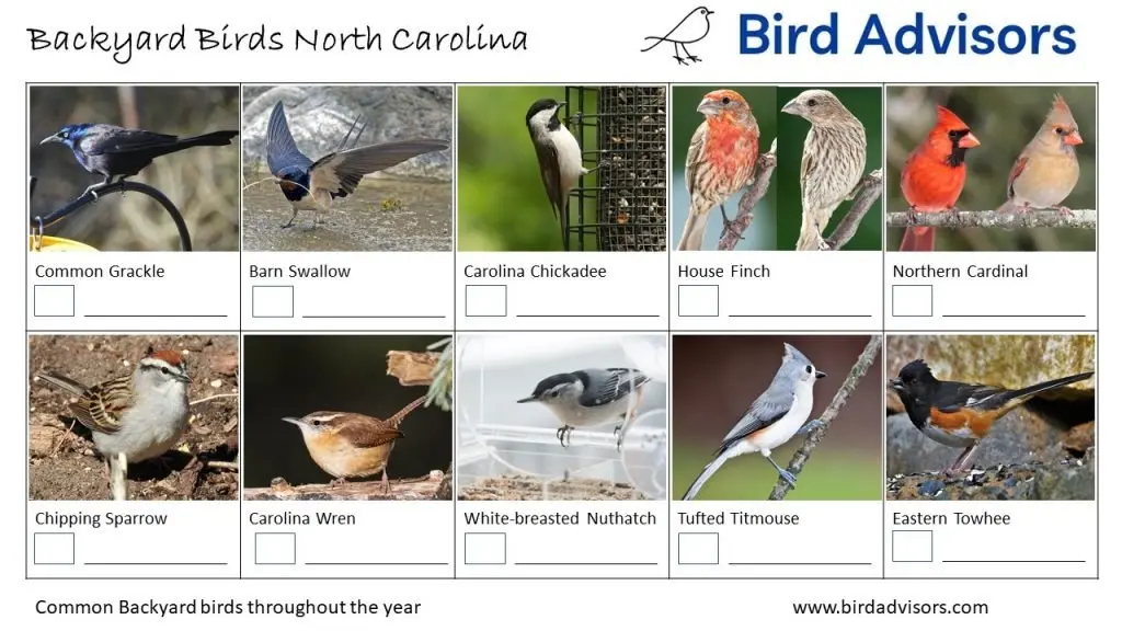 Backyard Birds Identification Worksheet North Carolina Page 2