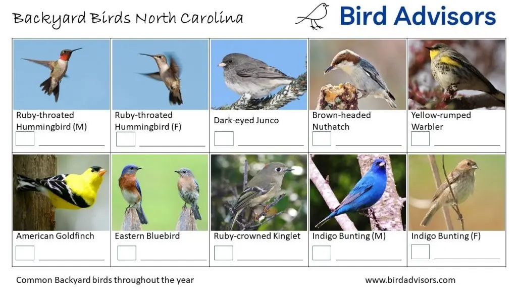 Backyard Birds Identification Worksheet North Carolina Page 3