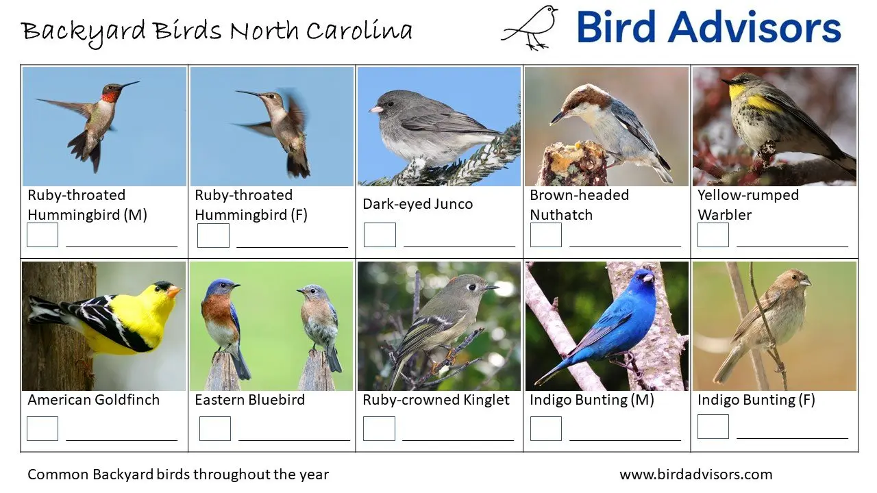 Top 31 Backyard Birds In North Carolina (Free ID Charts)