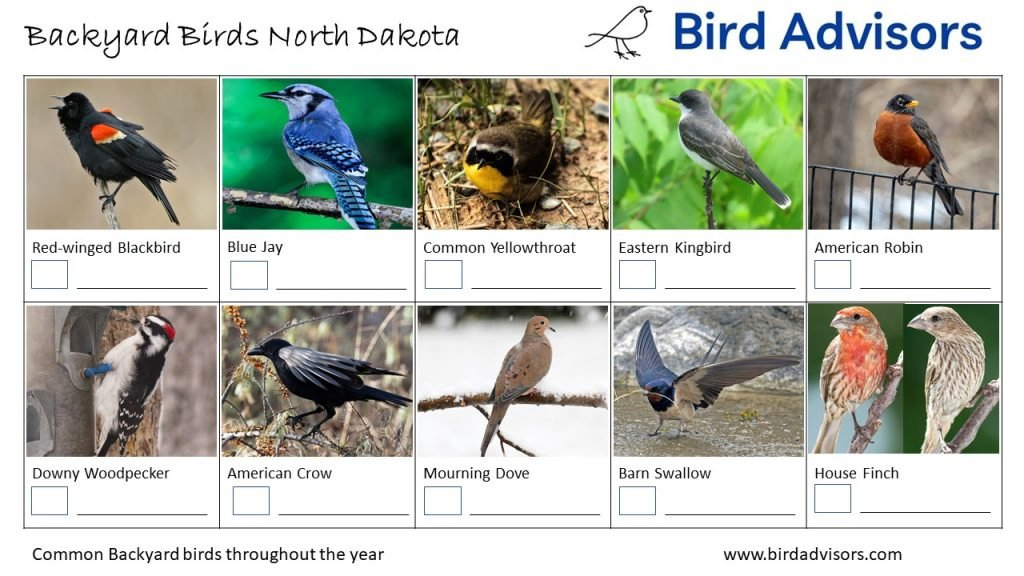 Backyard Birds Identification Worksheet North Dakota Page 1