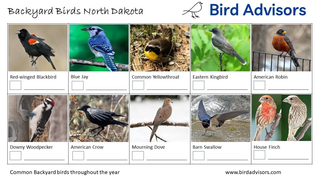 Discover the Most Common Backyard Birds in North Dakota