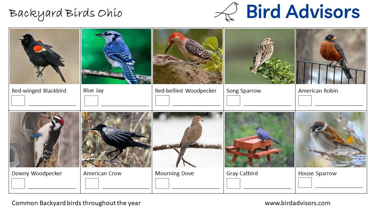 Backyard Birds Ohio ID Chart Free