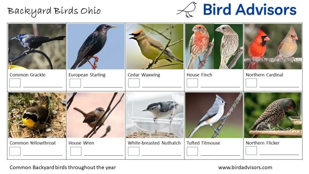Backyard Birds Identification Worksheet Ohio Page 2