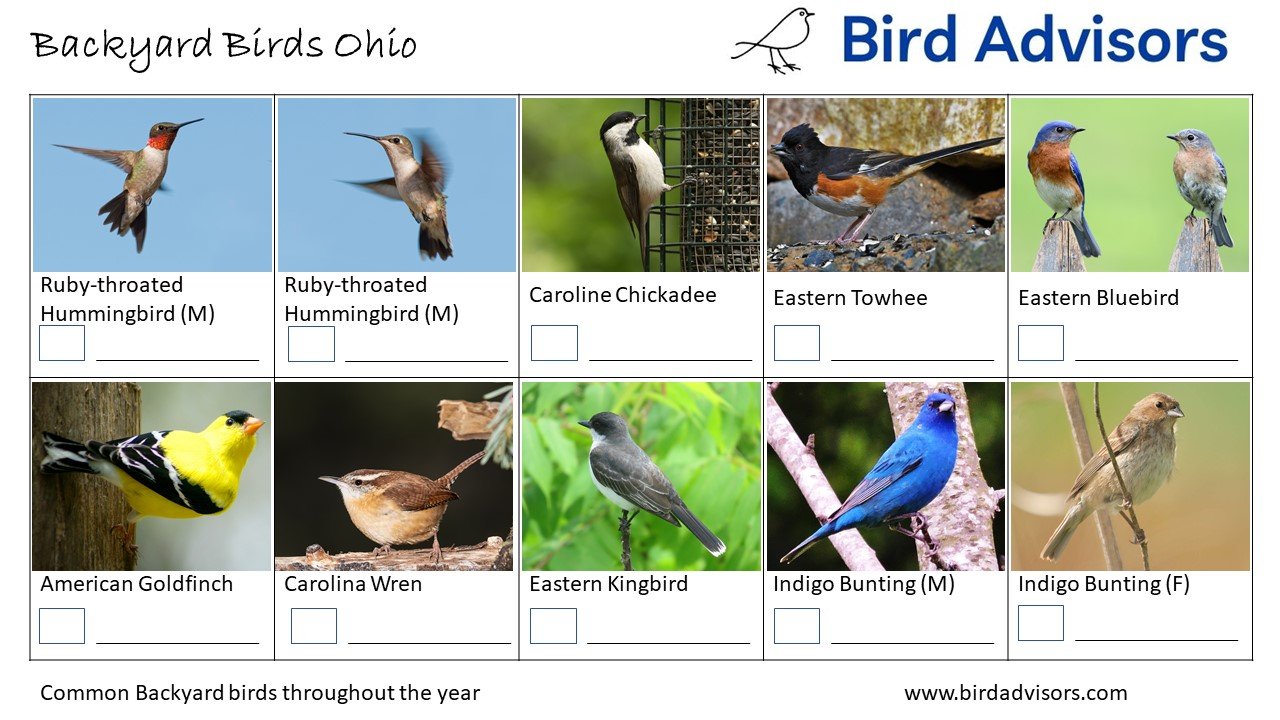 Top 33 Backyard Birds In Ohio (Free ID Charts)