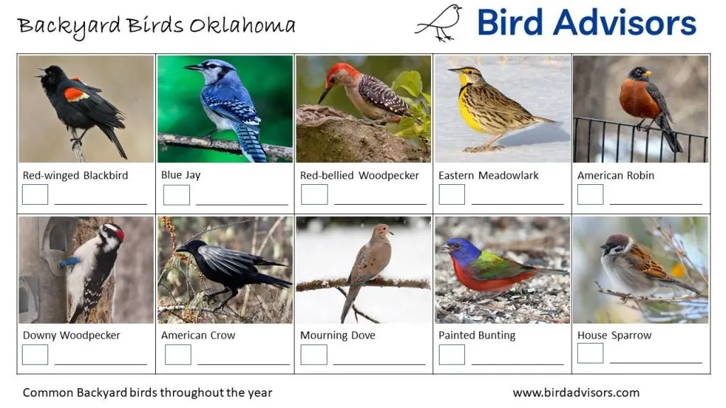 Backyard Birds Identification Worksheet Oklahoma Page 1
