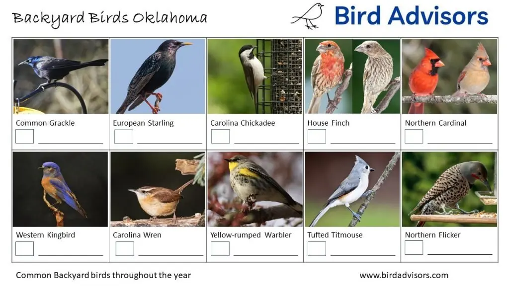 Backyard Birds Identification Worksheet Oklahoma Page 2