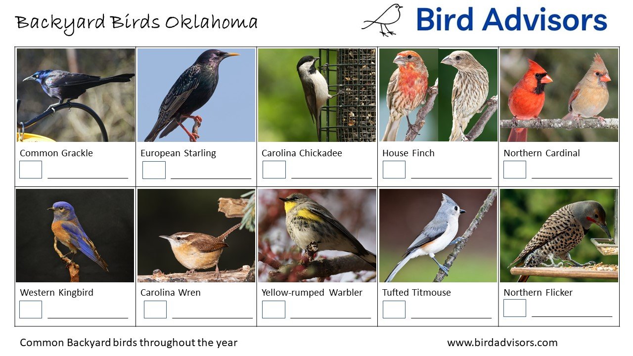 Top 33 Backyard Birds In Oklahoma (Free ID Chart) Bird Advisors