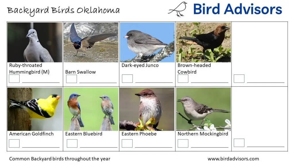 Backyard Birds Identification Worksheet