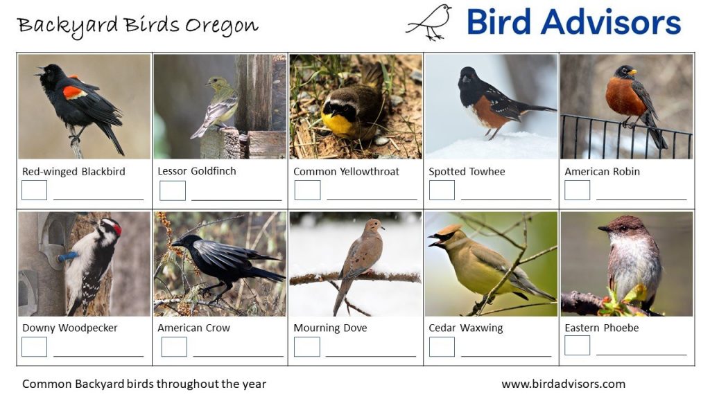 Backyard Birds Oregon ID Chart Free