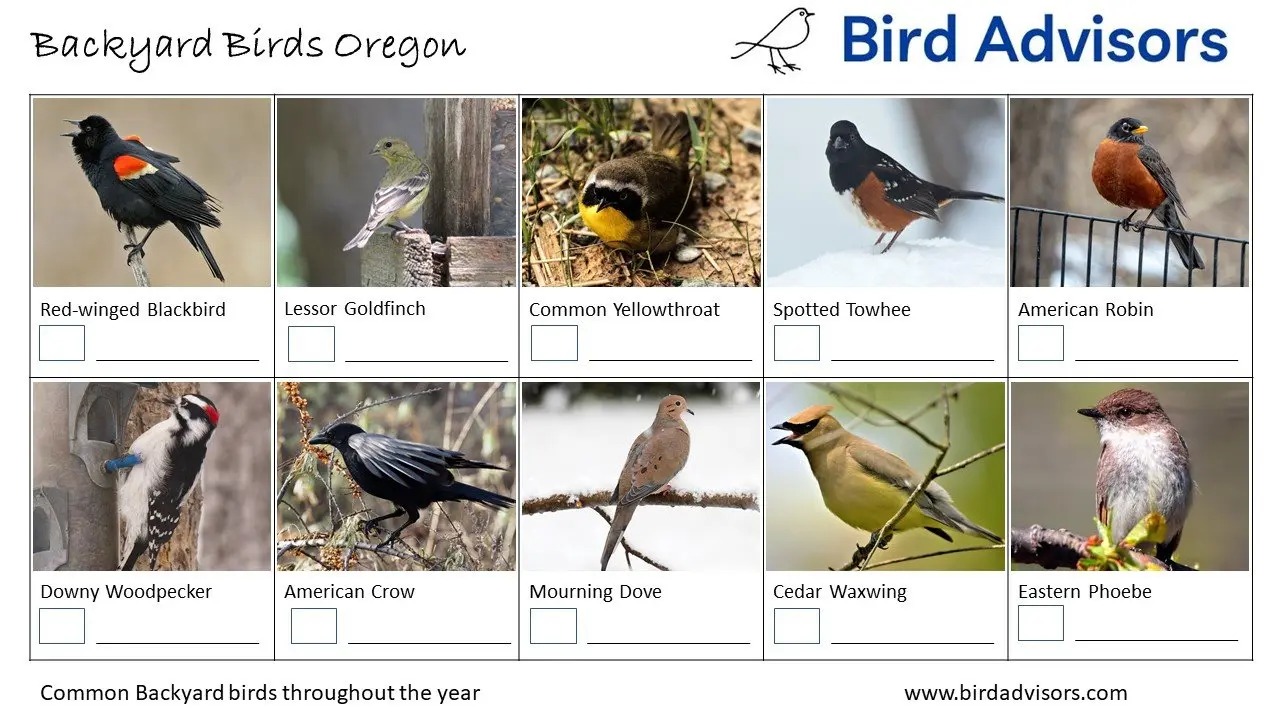Backyard Birds Oregon ID Chart Free