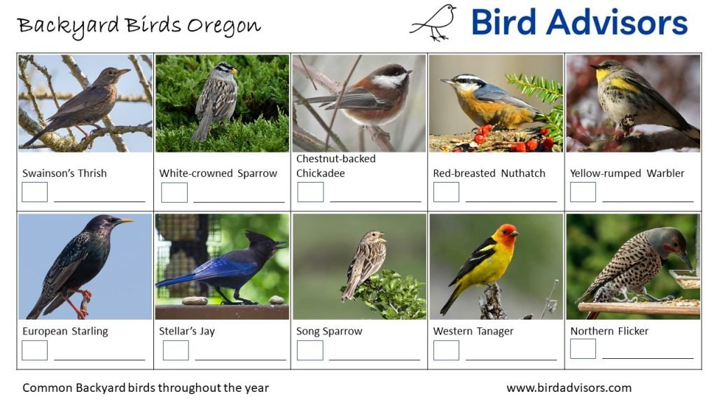 Backyard Birds Identification Worksheet Oregon Page 2