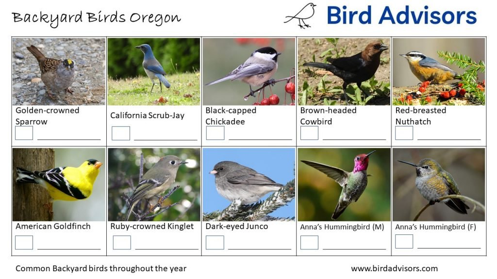 Backyard Birds Identification Worksheet Oregon Page 3