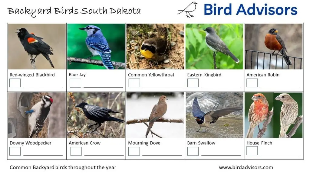 Backyard Birds Identification Worksheet South Dakota Page 1