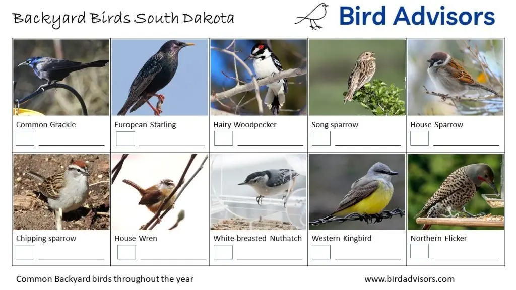 Backyard Birds Identification Worksheet South Dakota Page 2
