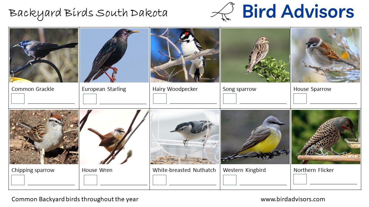 Top 28 Backyard Birds in South Dakota (Free Identification Printable